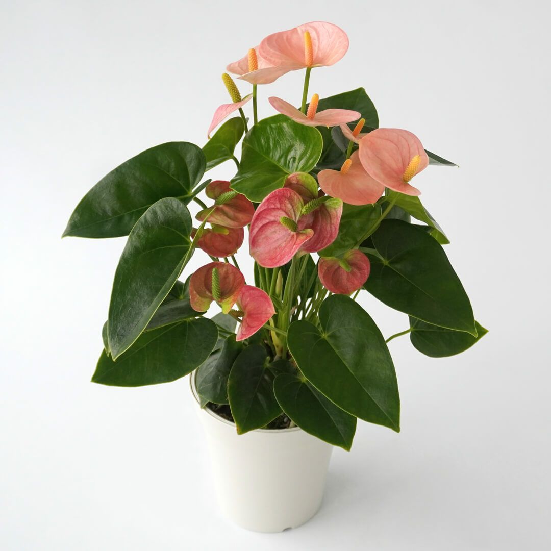 【父の日】淡いピンクのアンスリウムの鉢植え