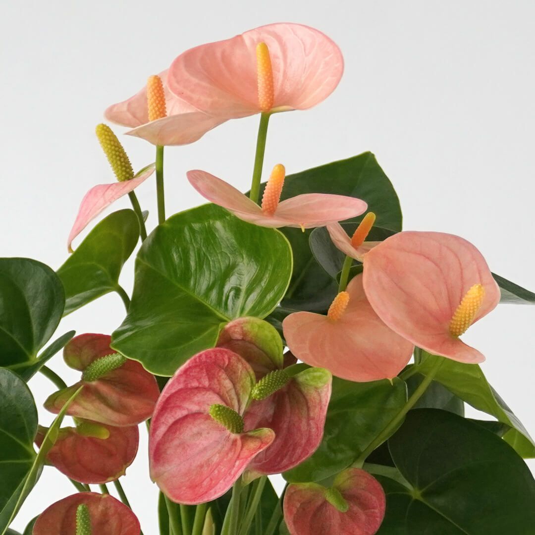 【父の日】淡いピンクのアンスリウムの鉢植え
