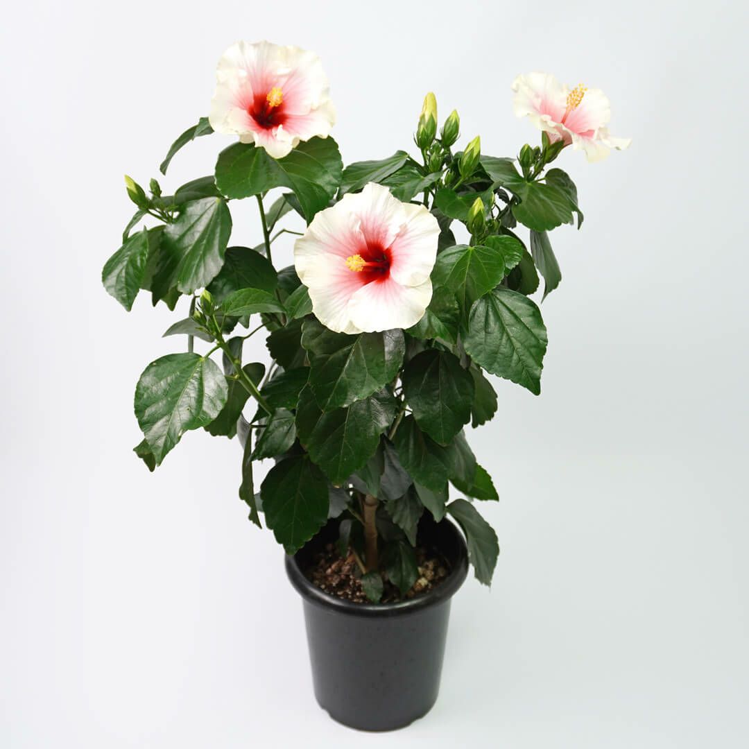 花のある暮らし 毎月届く鉢植えの花 7月：白と淡いピンクのハイビスカス