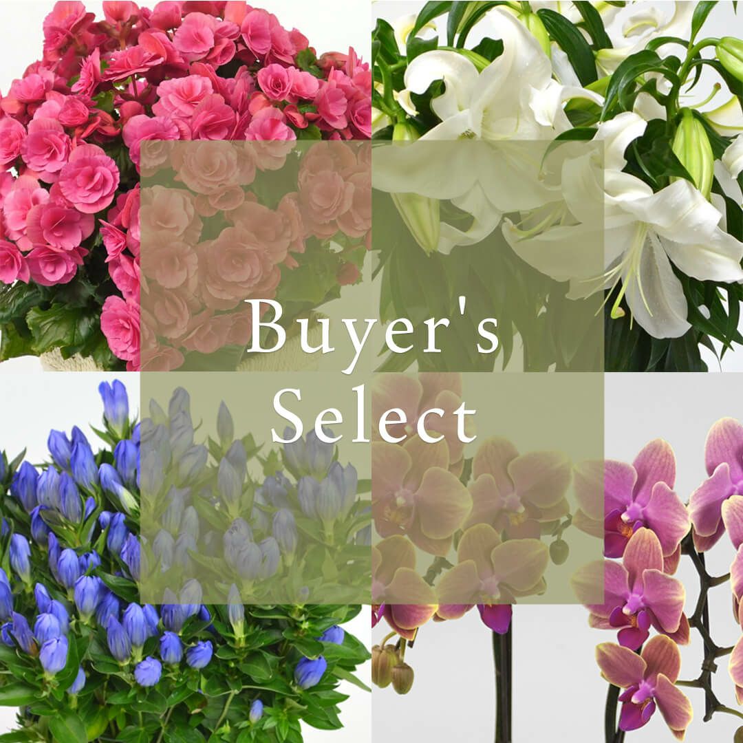 花のある暮らし 毎月届く鉢植えの花 9月：バイヤーズセレクト