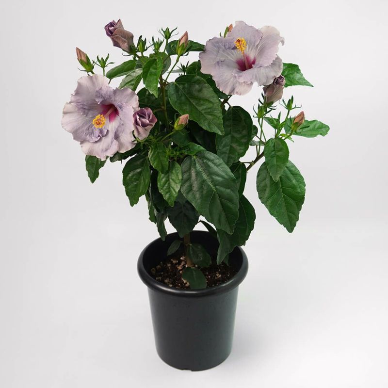 淡い紫のアンスリウムの鉢植え