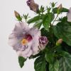 淡い紫のアンスリウムの鉢植え