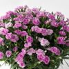 濃いピンクや淡いピンクのカーネーションの鉢植え