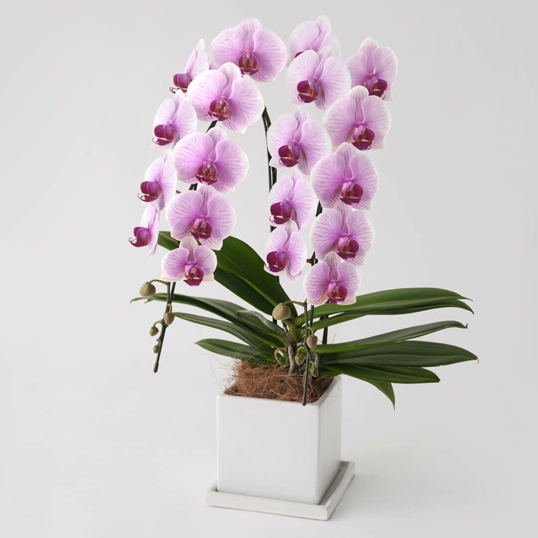 淡いピンクと白のグラデーションのミディ胡蝶蘭