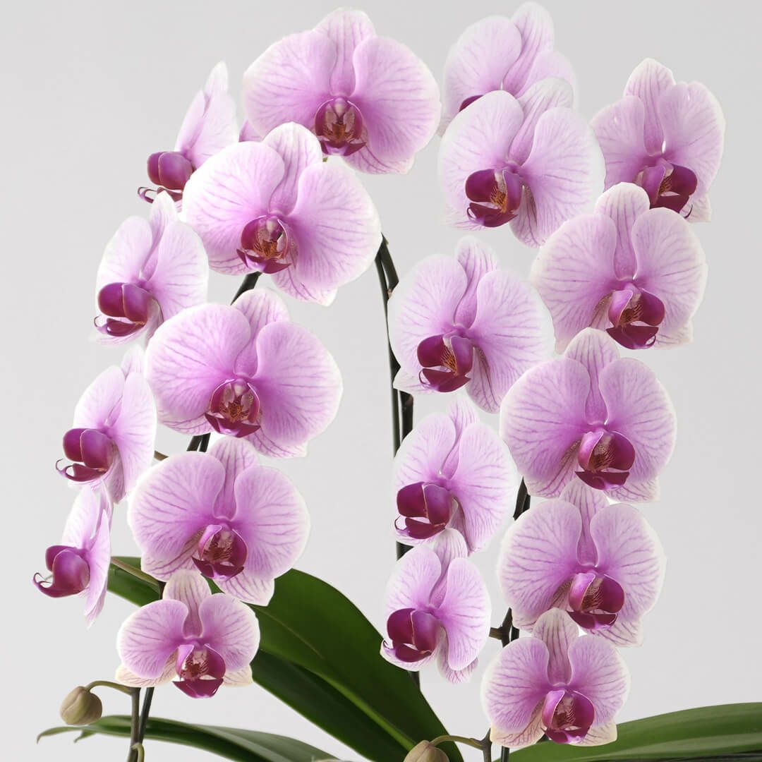 淡いピンクと白のグラデーションのミディ胡蝶蘭