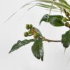 いけばな花材＜初夏・枇杷・紫陽花＞