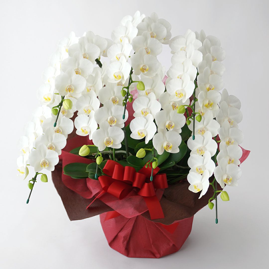 ミディ胡蝶蘭＜アマビリス＞（中輪・白・7本立）