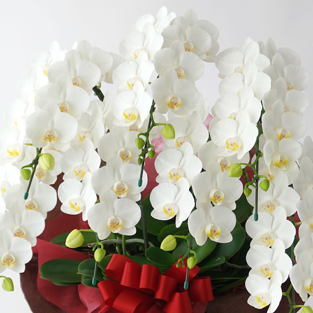 ミディ胡蝶蘭＜アマビリス＞（中輪・白・7本立）