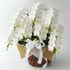ミディ胡蝶蘭＜アマビリス＞（中輪・白・7本立・ご供花用）
