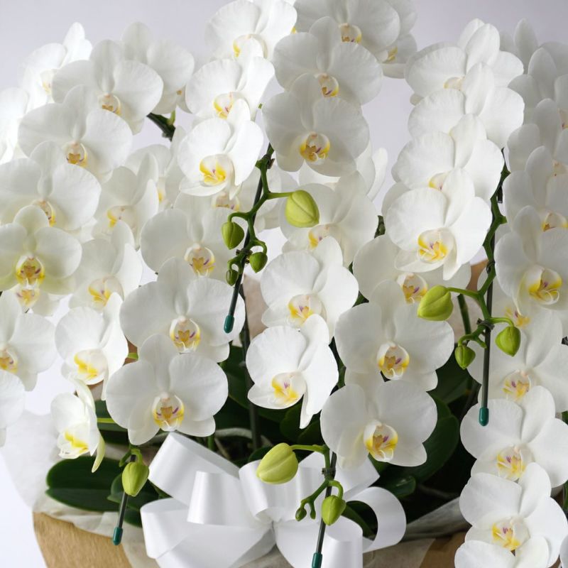 ミディ胡蝶蘭＜アマビリス＞（中輪・白・7本立・ご供花用）