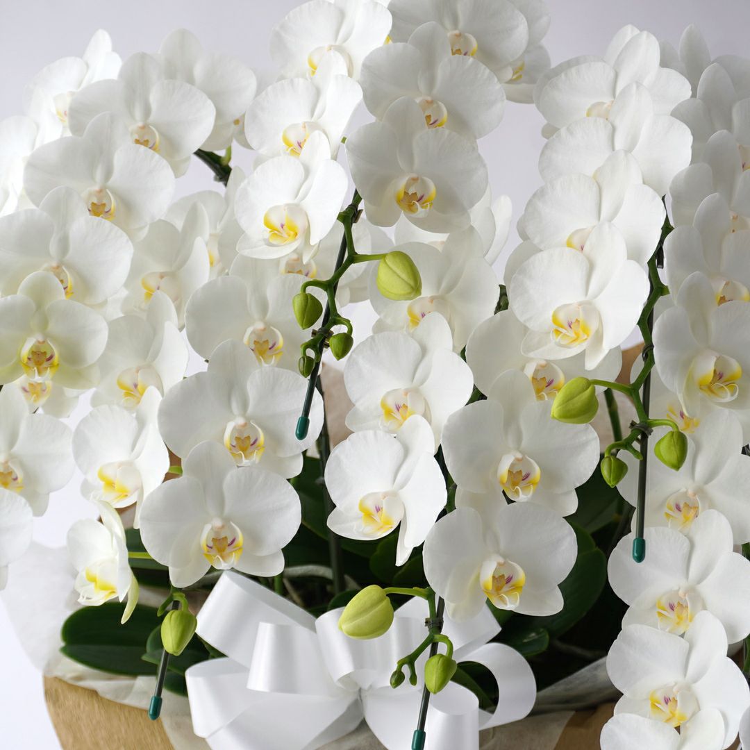 ミディ胡蝶蘭＜アマビリス＞（中輪・白・7本立・ご供花用）