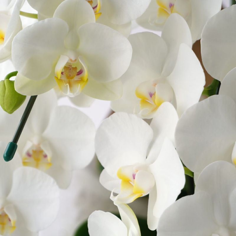 ミディ胡蝶蘭＜アマビリス＞（中輪・白・7本立・ご供花用）