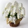 ミディ胡蝶蘭＜アマビリス＞（中輪・白・10本立・ご供花用）