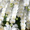 ミディ胡蝶蘭＜アマビリス＞（中輪・白・10本立・ご供花用）
