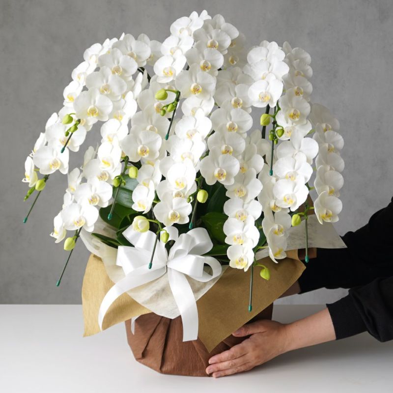 ミディ胡蝶蘭＜アマビリス＞（中輪・白・10本立・ご供花用）