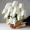 ミディ胡蝶蘭＜アマビリス＞（中輪・白・10本立・ご供花用）