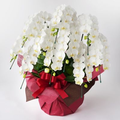 胡蝶蘭・蘭鉢を選ぶ｜AOYAMA HANAMO ・ フラワーギフト通販