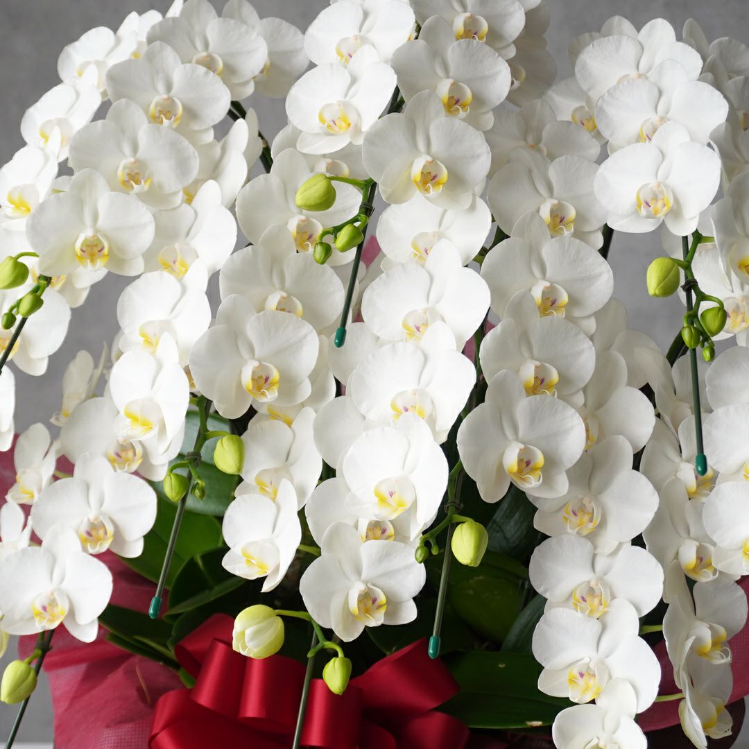 ミディ胡蝶蘭＜アマビリス＞（中輪・白・１０本立）