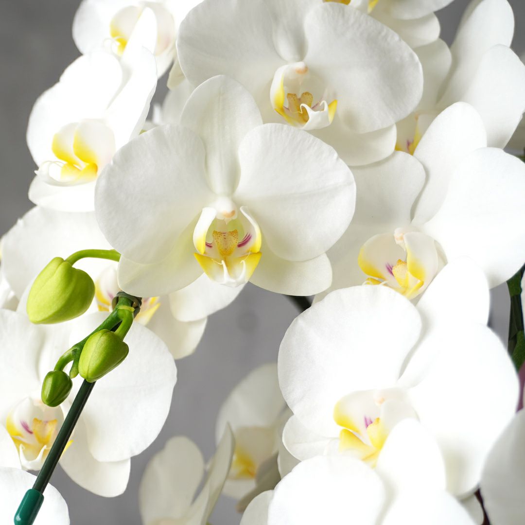 ミディ胡蝶蘭＜アマビリス＞（中輪・白・10本立）