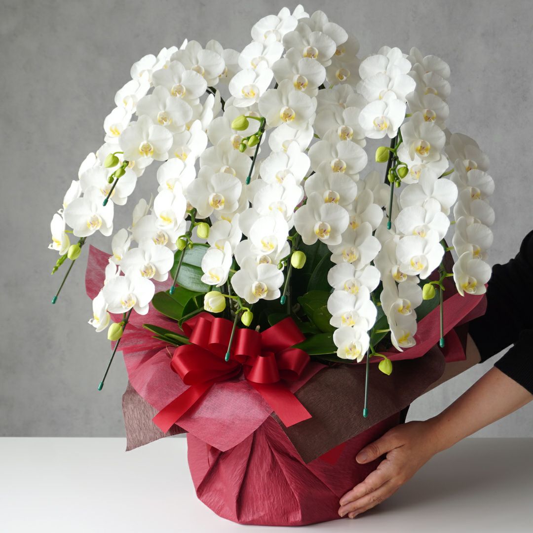 ミディ胡蝶蘭＜アマビリス＞（中輪・白・10本立）