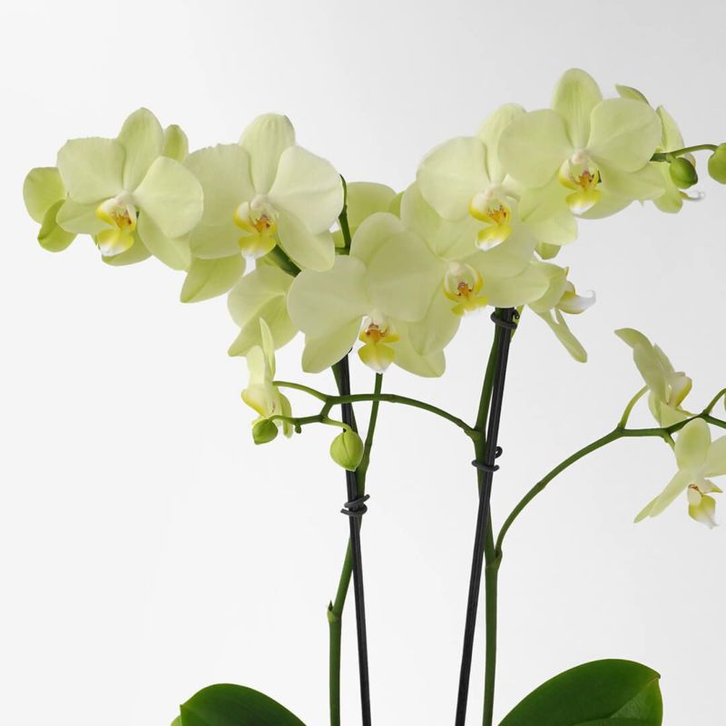 【敬老の日】淡い黄色のミディ胡蝶蘭