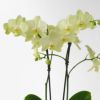 【敬老の日】淡い黄色のミディ胡蝶蘭