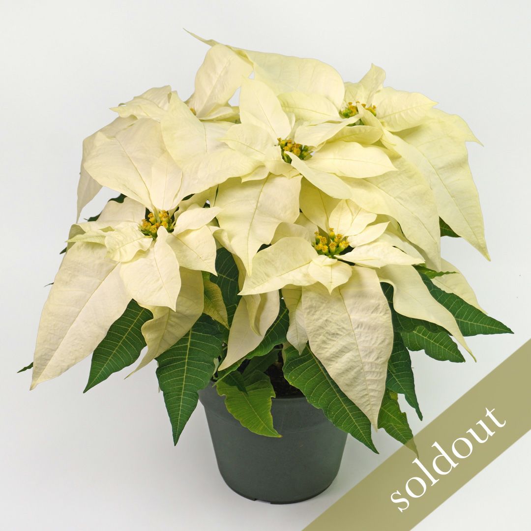 【お歳暮・クリスマス】白いポインセチアの鉢植え