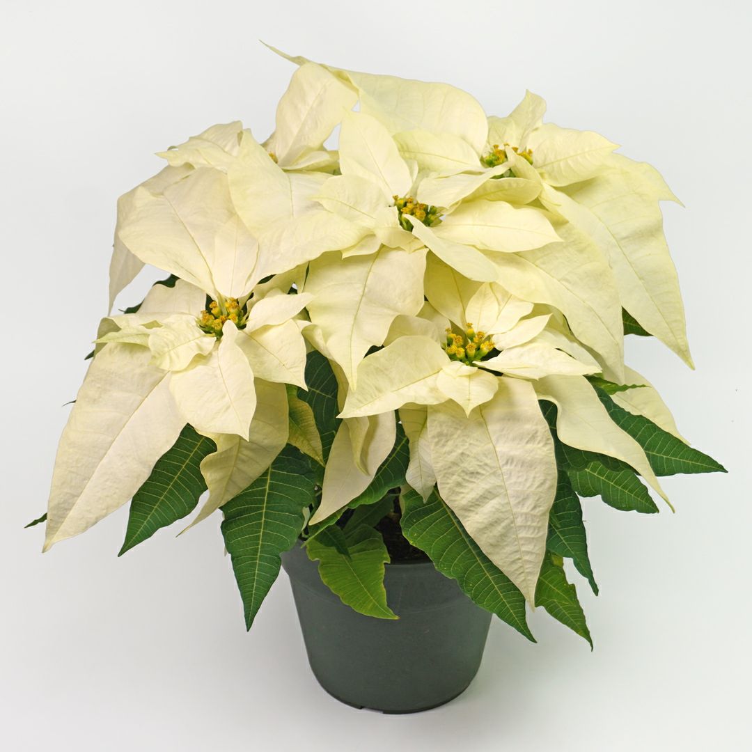 【お歳暮・クリスマス】白いポインセチアの鉢植え