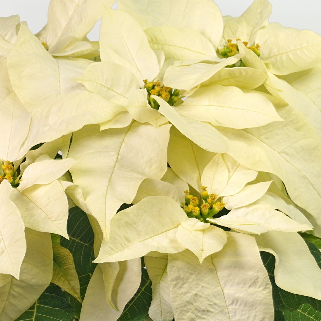 【お歳暮・クリスマス】白いポインセチアの鉢植え