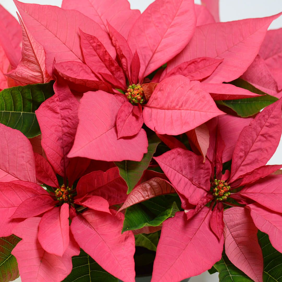【お歳暮・クリスマス】ピンクのポインセチアの鉢植え
