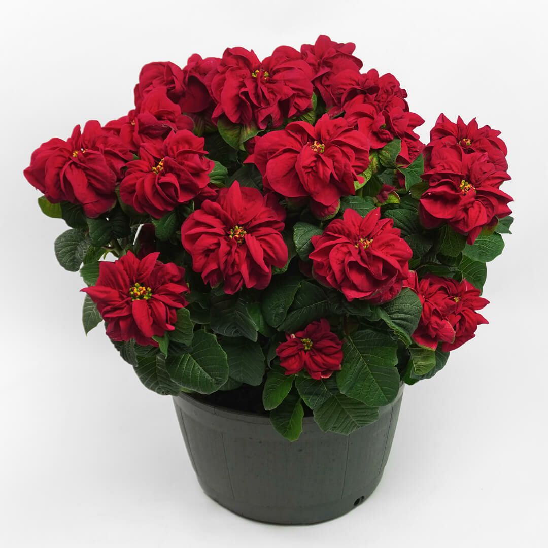 【お歳暮・クリスマス】深みのある赤いポインセチアの鉢植え