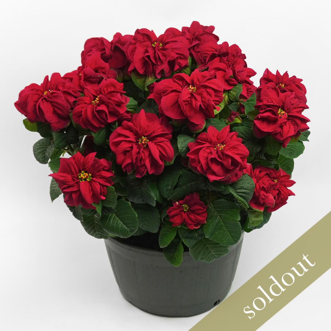 【お歳暮・クリスマス】深みのある赤いポインセチアの鉢植え