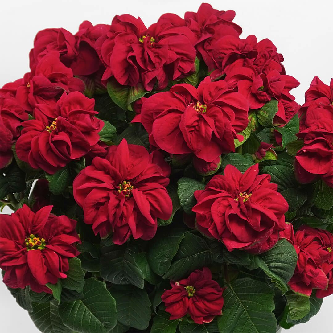 【お歳暮・クリスマス】深みのある赤いポインセチアの鉢植え