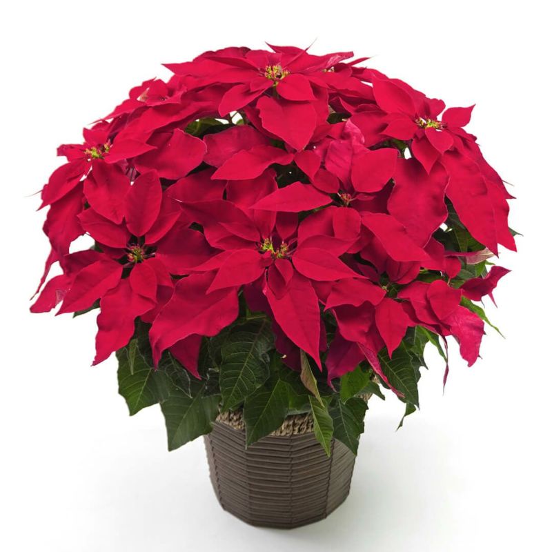 【お歳暮・クリスマス】鮮やかな赤いポインセチアの鉢植え
