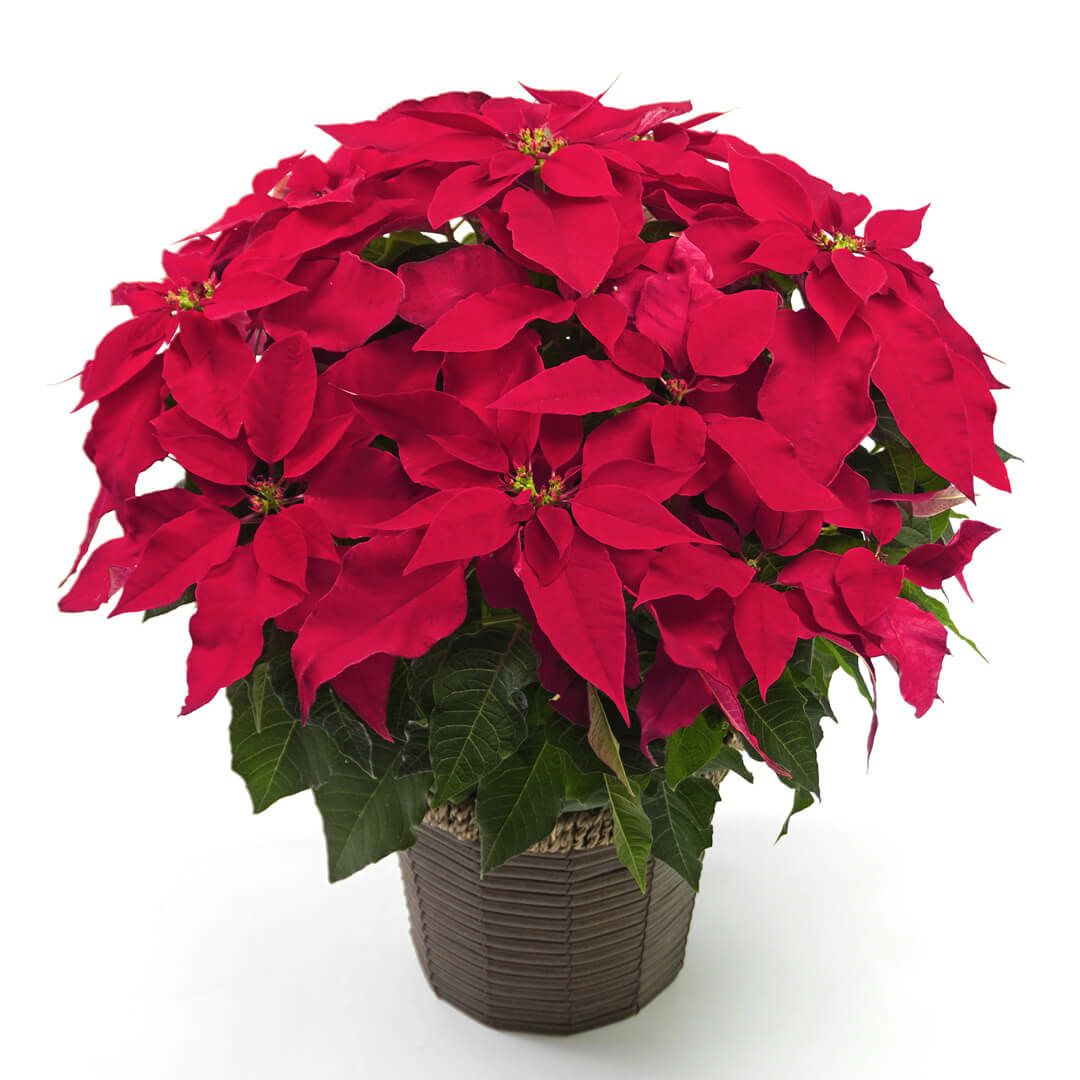【お歳暮・クリスマス】鮮やかな赤いポインセチアの鉢植え