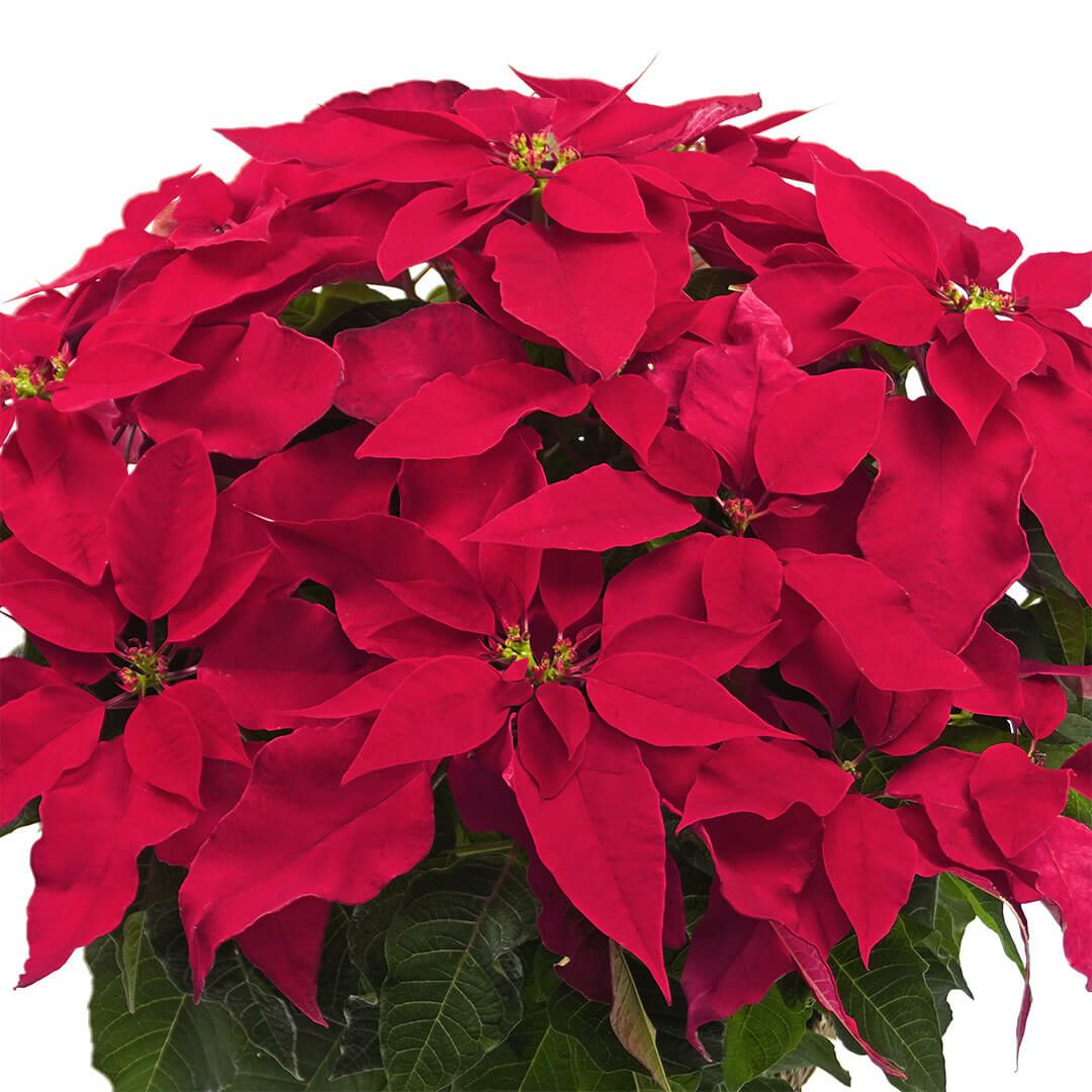 【お歳暮・クリスマス】鮮やかな赤いポインセチアの鉢植え