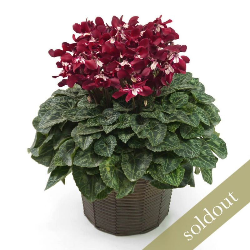 【お歳暮】ワインレッドのシクラメンの鉢植え