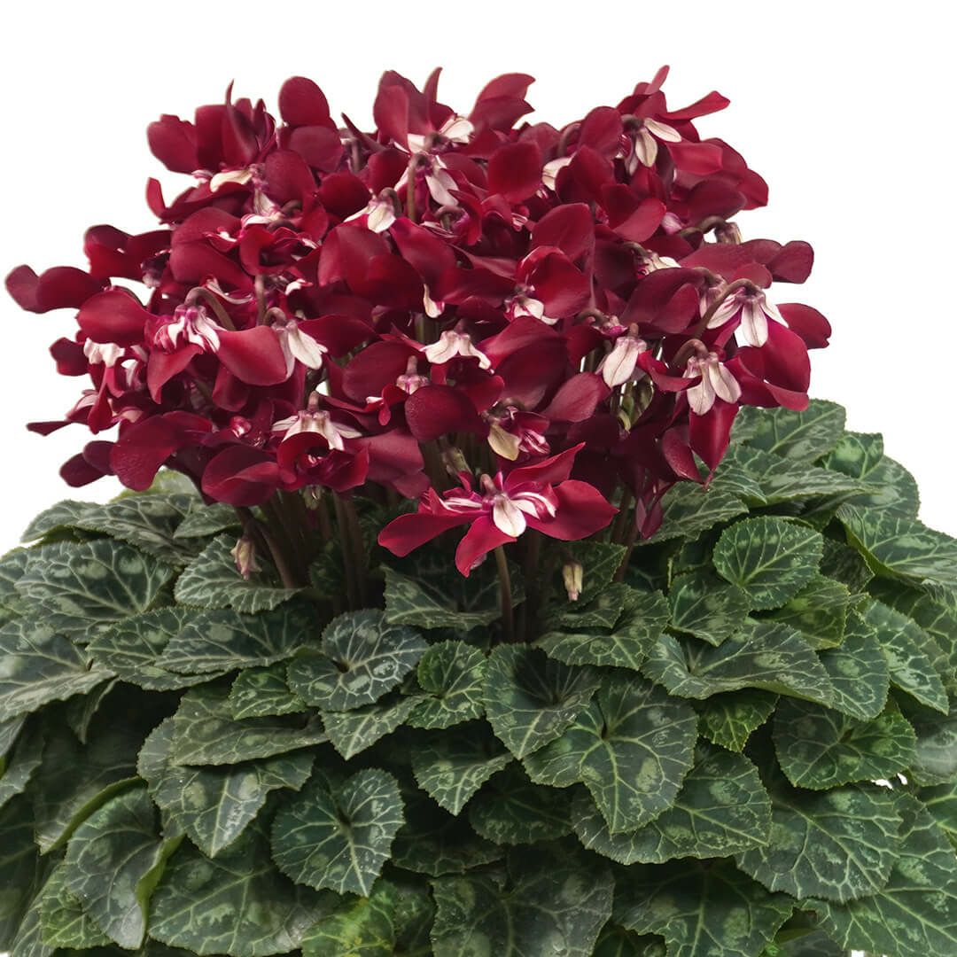 【お歳暮】ワインレッドのシクラメンの鉢植え