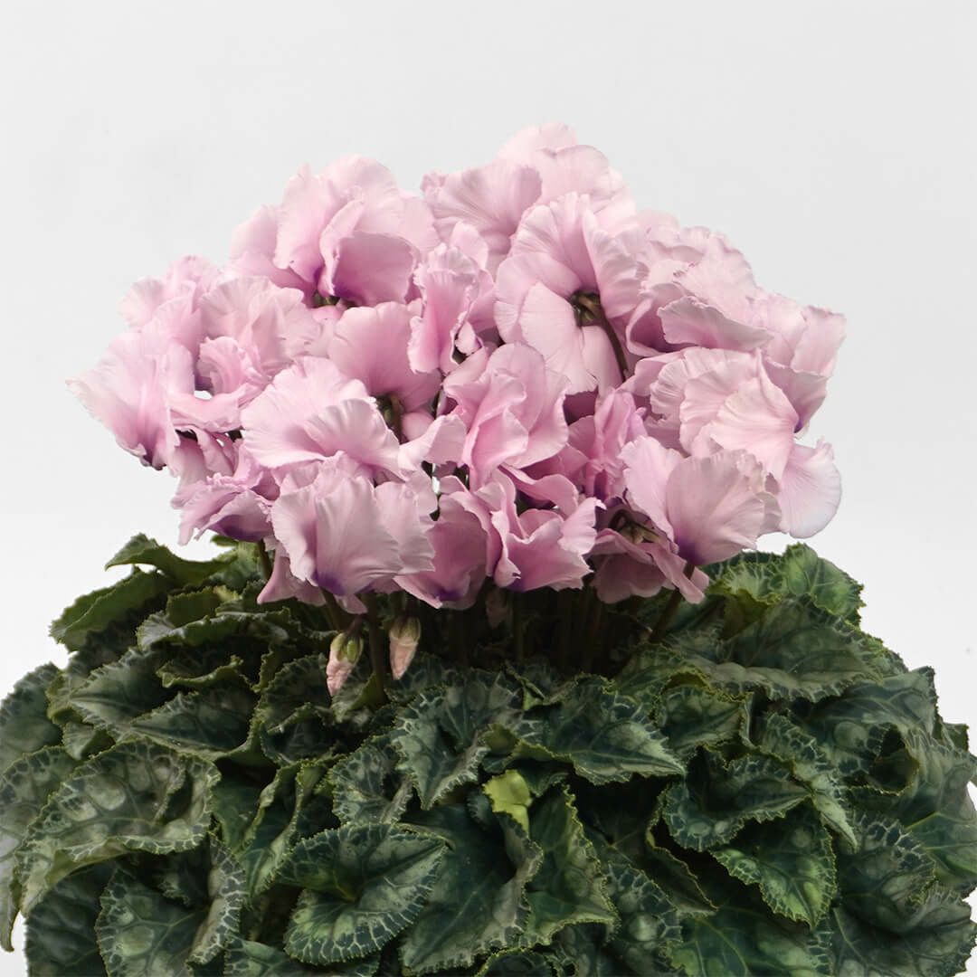 【お歳暮】淡いピンクのシクラメンの鉢植え