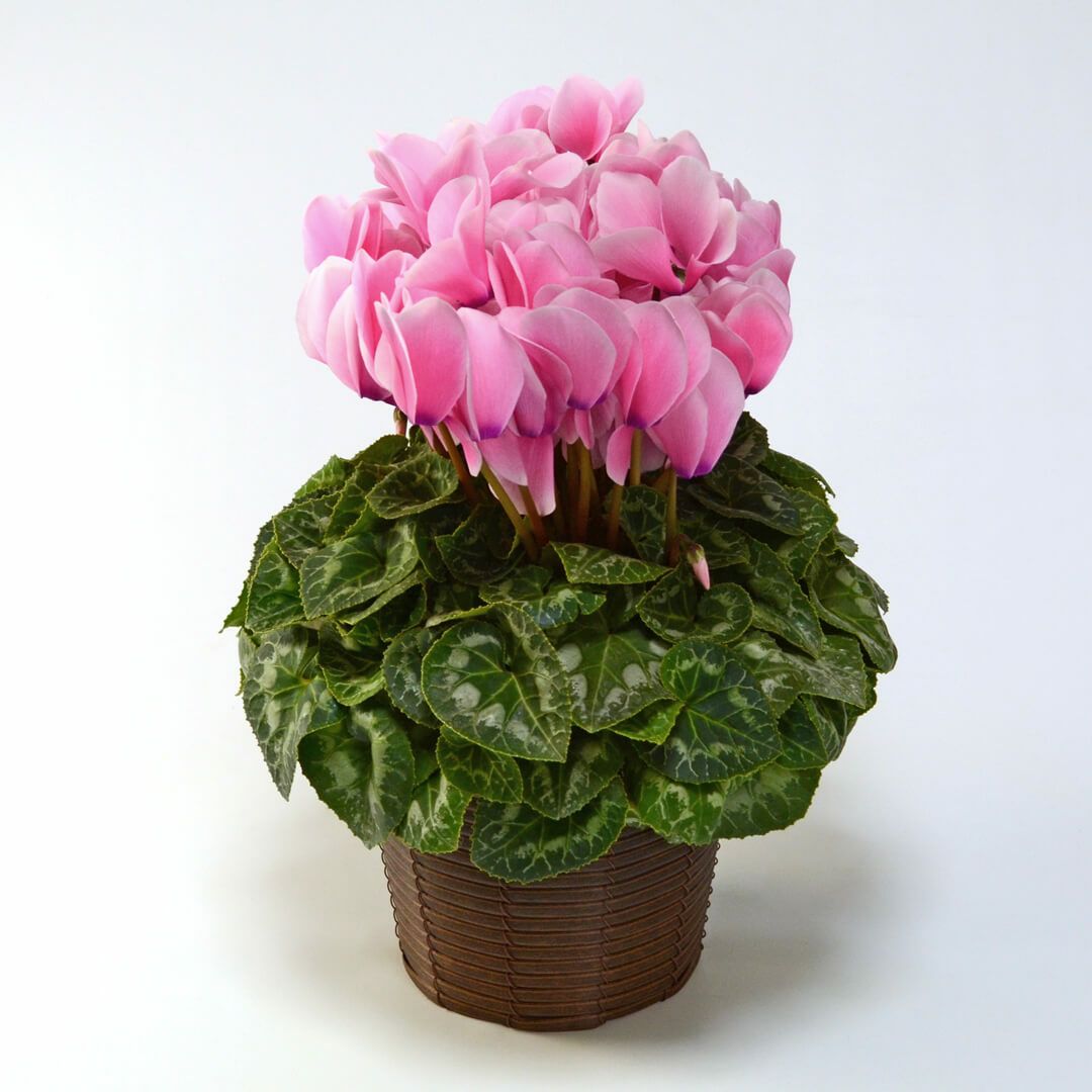 【お歳暮】ピンクのシクラメンの鉢植え（5号鉢）