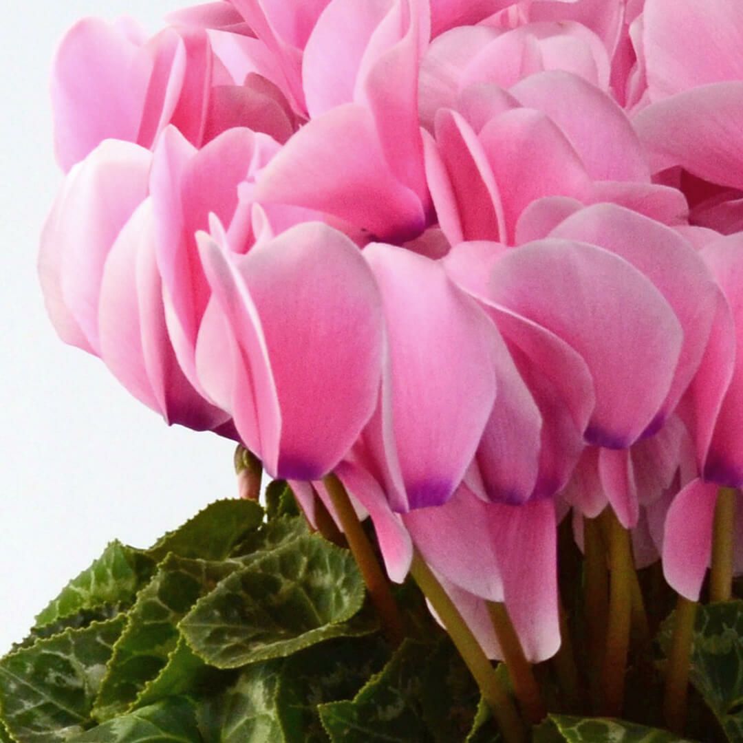 【お歳暮】ピンクのシクラメンの鉢植え（5号鉢）