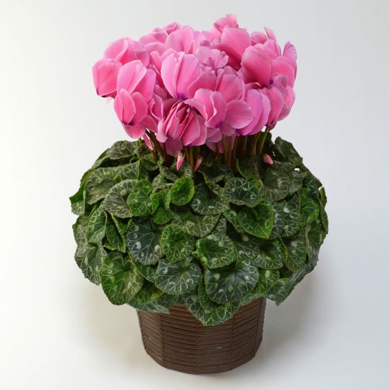 【お歳暮】ピンクのシクラメンの鉢植え（6号鉢）