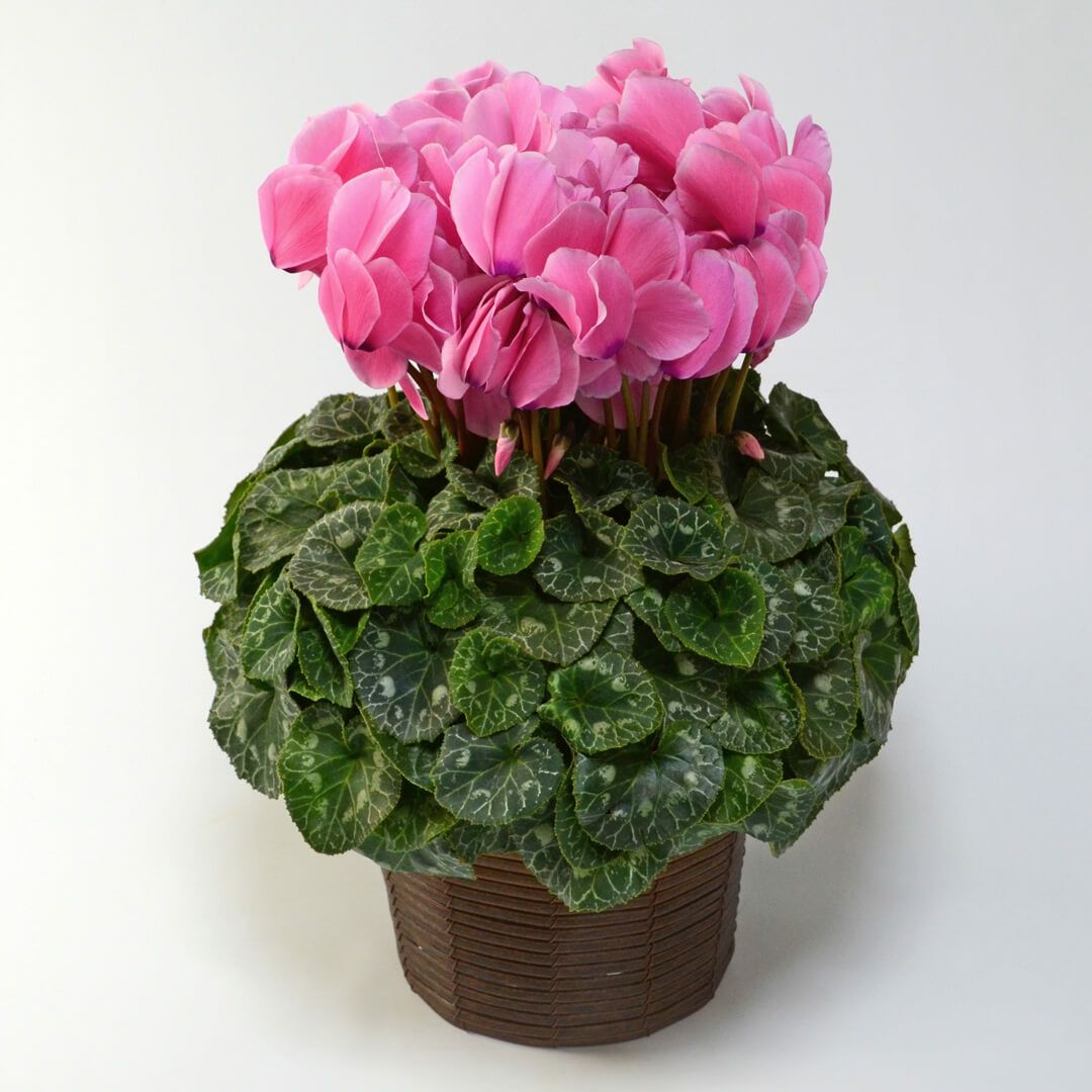 【お歳暮】ピンクのシクラメンの鉢植え（6号鉢）