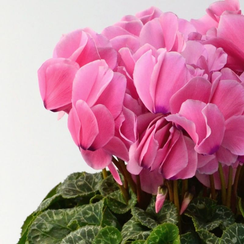 【お歳暮】ピンクのシクラメンの鉢植え（6号鉢）