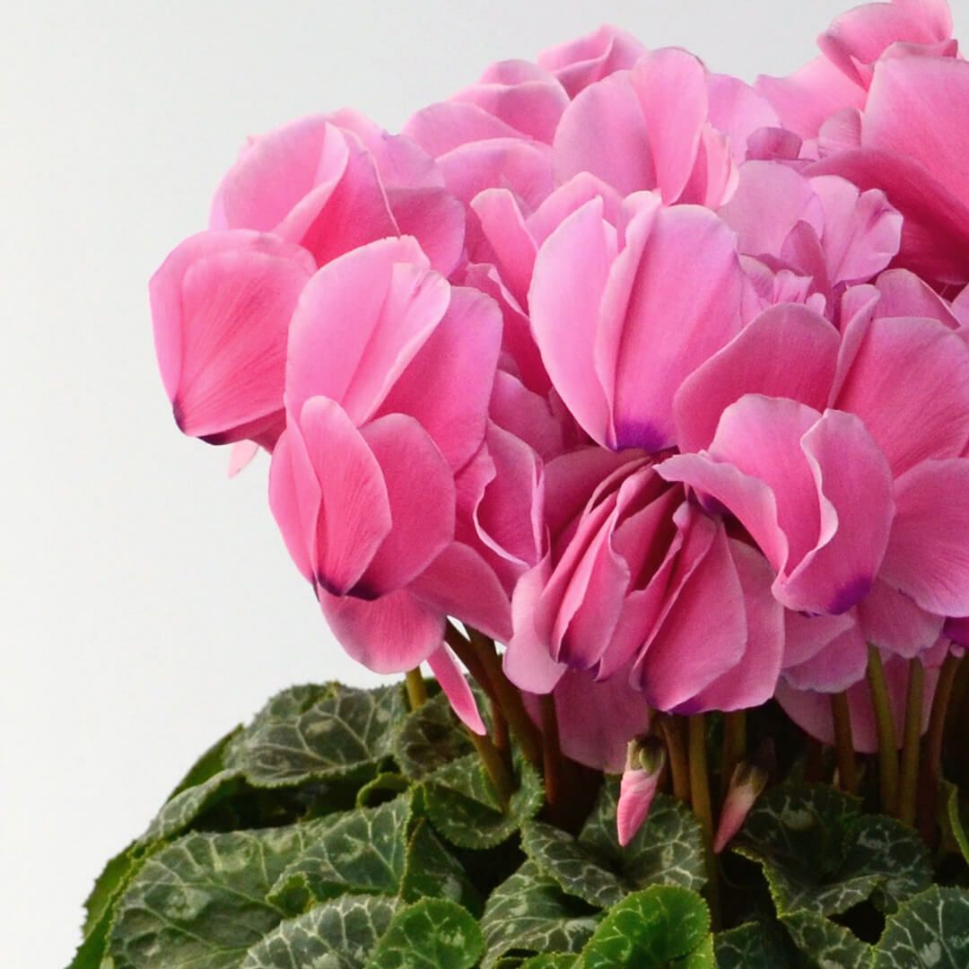 【お歳暮】ピンクのシクラメンの鉢植え（6号鉢）