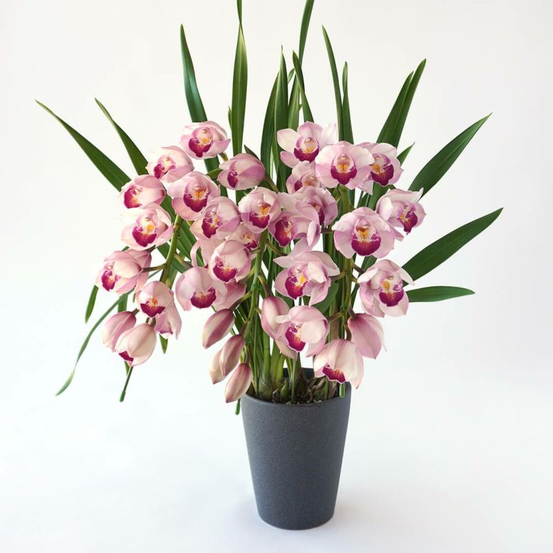 シンビジューム（アーチ型・ピンク・3本立）｜青山花茂本店