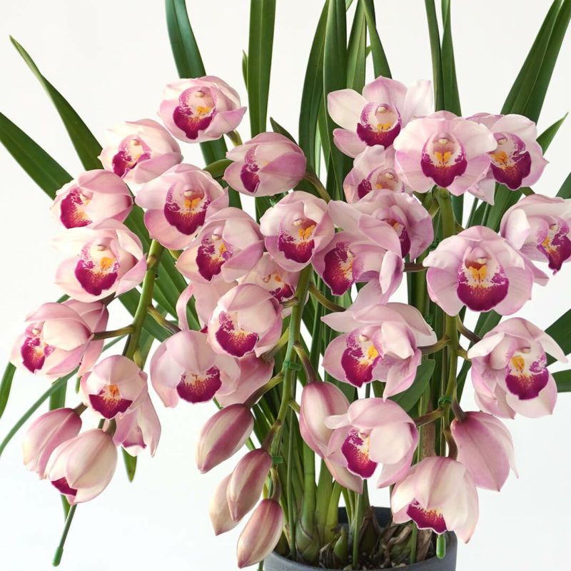 専用 ピンクシンビジューム3本立ち クレイフラワー 専用 ピンクシンビジューム3本立ち クレイフラワー