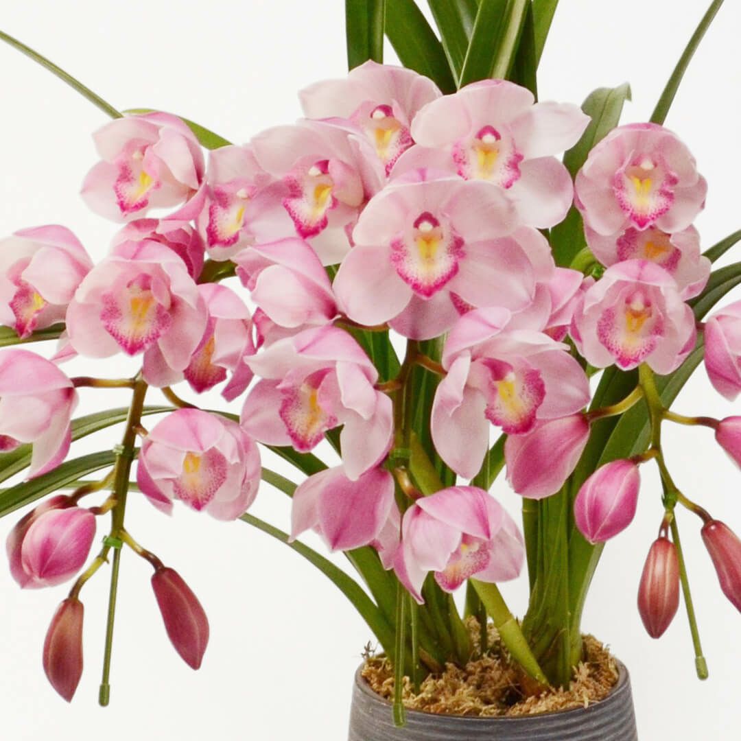 【お歳暮・お年賀】シンビジューム（アーチ型・ピンク・3本立）