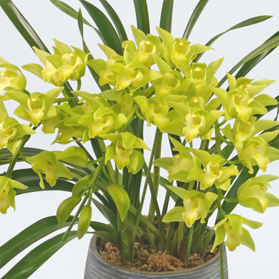 【お歳暮・お年賀】 シンビジューム（アーチ型・グリーン・3本立）