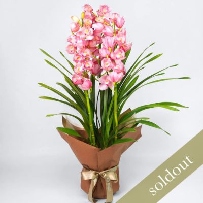 母の日蘭鉢ミディ胡蝶蘭＜マザーチーク＞（中輪・淡いベージュ・5本立